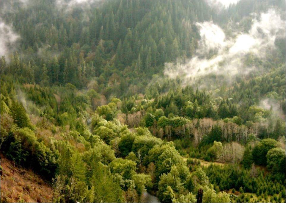 Climate-Smart Forestry For A Carbon-Constrained Future - CapShift